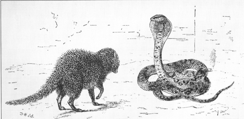 Indian cobra (Naja naja); DISPLAY FULL IMAGE.