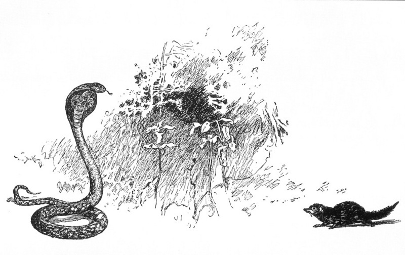 Indian cobra (Naja naja); DISPLAY FULL IMAGE.