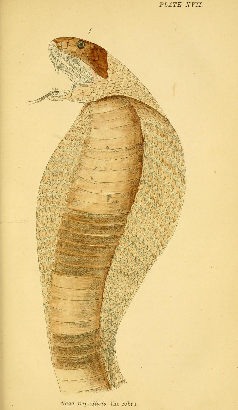 Indian cobra (Naja naja); DISPLAY FULL IMAGE.