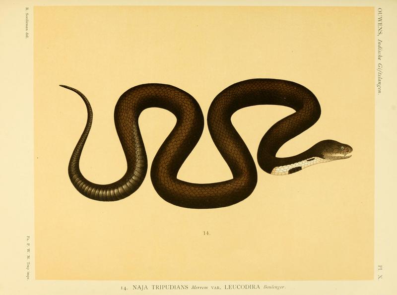 Indian cobra (Naja naja); DISPLAY FULL IMAGE.