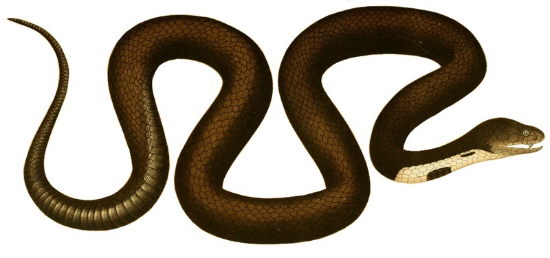 Indian cobra (Naja naja); DISPLAY FULL IMAGE.