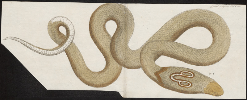 Indian cobra (Naja naja); DISPLAY FULL IMAGE.
