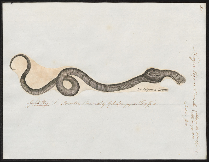 Indian cobra (Naja naja); DISPLAY FULL IMAGE.