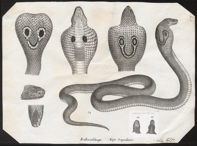 Indian cobra (Naja naja); DISPLAY FULL IMAGE.