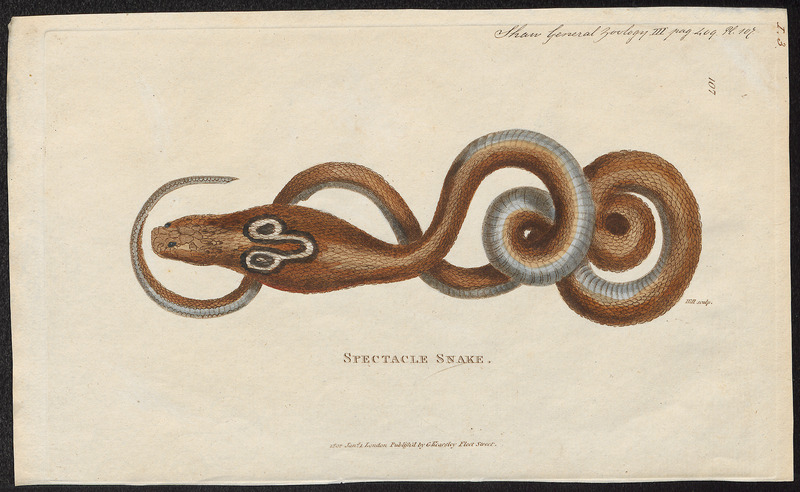 Indian cobra (Naja naja); DISPLAY FULL IMAGE.