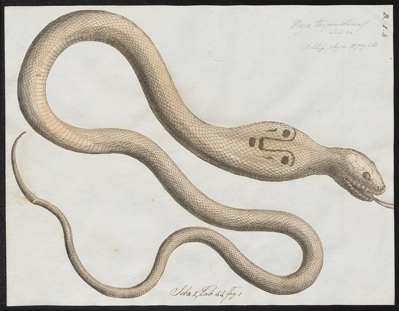 Indian cobra (Naja naja); DISPLAY FULL IMAGE.