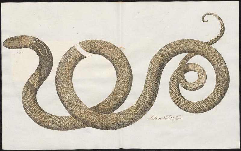 Indian cobra (Naja naja); DISPLAY FULL IMAGE.