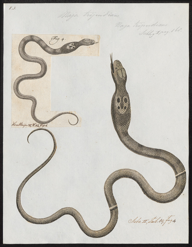 Indian cobra (Naja naja); DISPLAY FULL IMAGE.