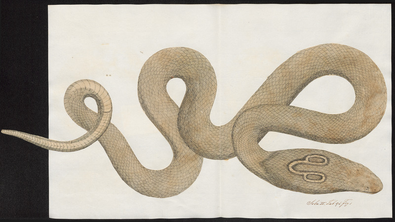 Indian cobra (Naja naja); DISPLAY FULL IMAGE.