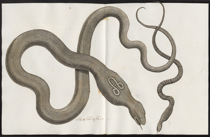 Indian cobra (Naja naja); DISPLAY FULL IMAGE.