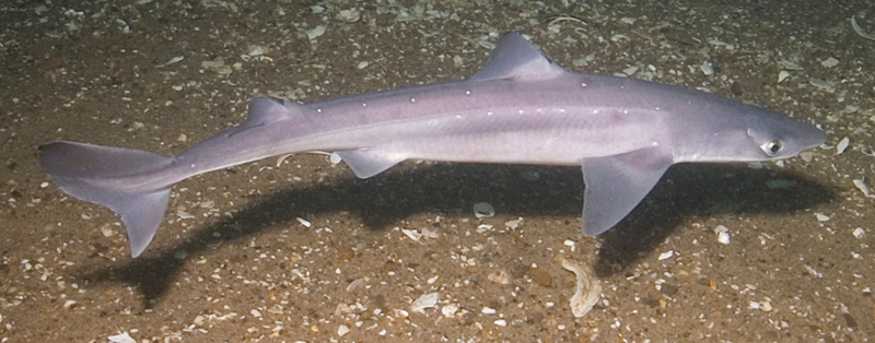 spiny dogfish, spurdog, mud shark, piked dogfish (Squalus acanthias); DISPLAY FULL IMAGE.