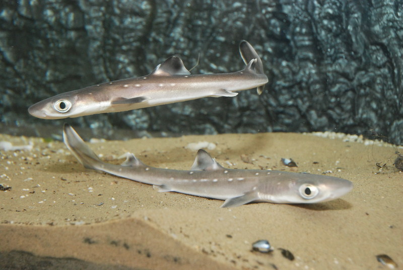 spiny dogfish (Squalus acanthias); DISPLAY FULL IMAGE.