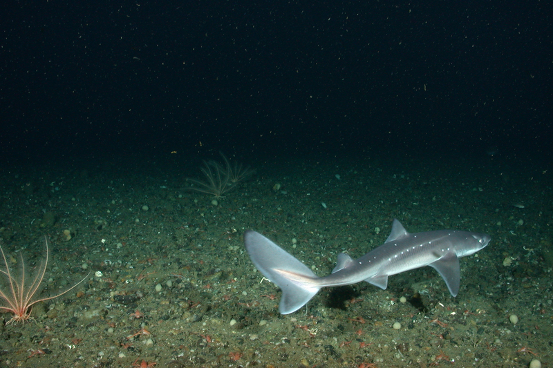 spiny dogfish (Squalus acanthias); DISPLAY FULL IMAGE.