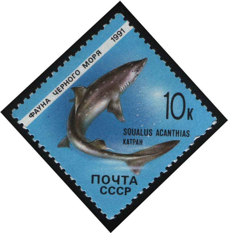 spiny dogfish (Squalus acanthias); DISPLAY FULL IMAGE.