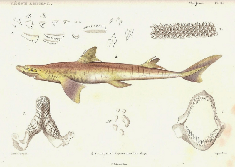 spiny dogfish (Squalus acanthias); DISPLAY FULL IMAGE.