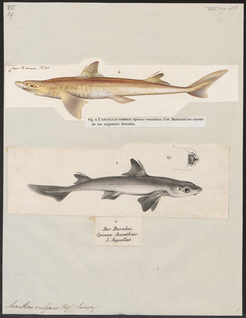 spiny dogfish (Squalus acanthias); DISPLAY FULL IMAGE.
