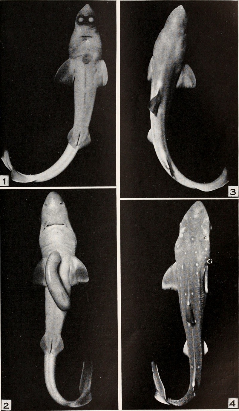 spiny dogfish (Squalus acanthias); DISPLAY FULL IMAGE.