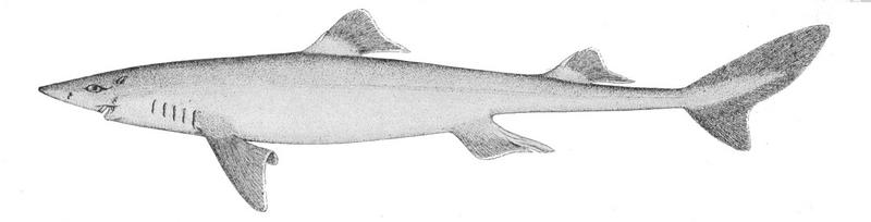 spiny dogfish (Squalus acanthias); DISPLAY FULL IMAGE.