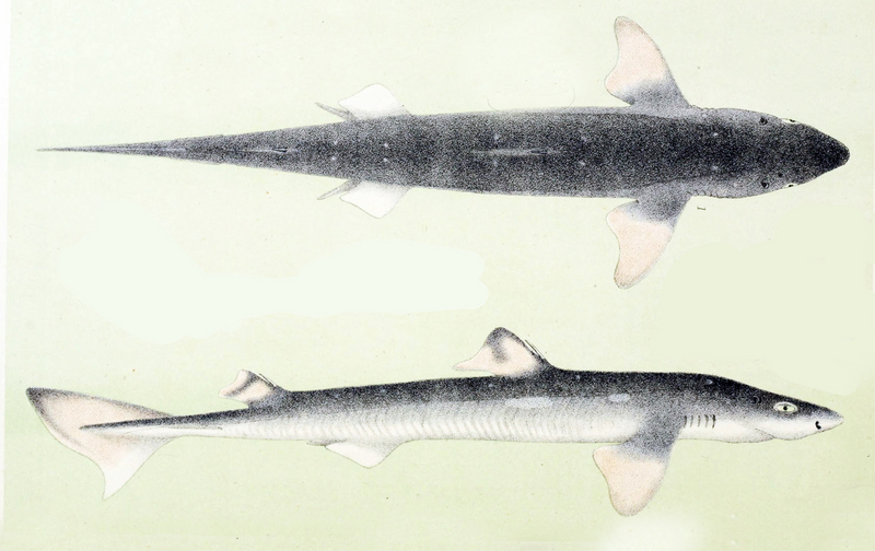 spiny dogfish (Squalus acanthias); DISPLAY FULL IMAGE.