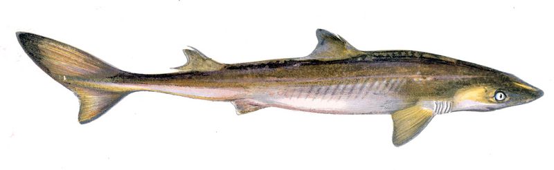 spiny dogfish (Squalus acanthias); DISPLAY FULL IMAGE.