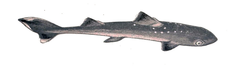 spiny dogfish (Squalus acanthias); DISPLAY FULL IMAGE.