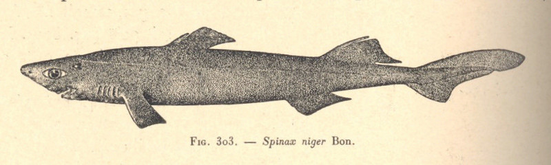 spiny dogfish (Squalus acanthias); DISPLAY FULL IMAGE.