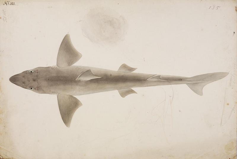 spiny dogfish (Squalus acanthias); DISPLAY FULL IMAGE.