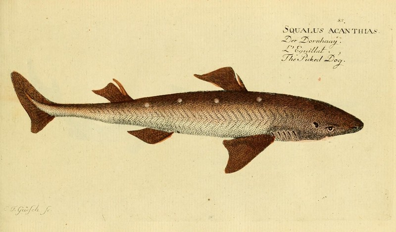 spiny dogfish (Squalus acanthias); DISPLAY FULL IMAGE.