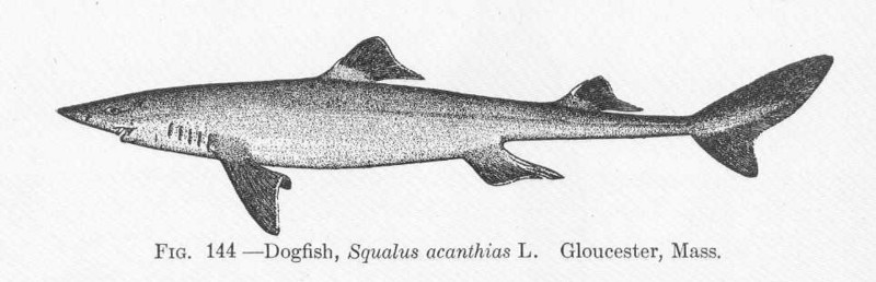 spiny dogfish (Squalus acanthias); DISPLAY FULL IMAGE.