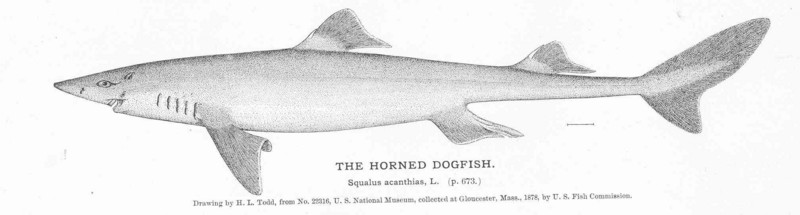 spiny dogfish (Squalus acanthias); DISPLAY FULL IMAGE.