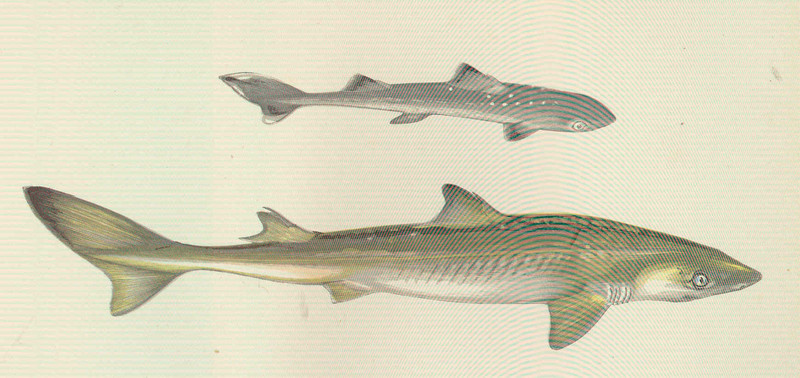 spiny dogfish (Squalus acanthias); DISPLAY FULL IMAGE.