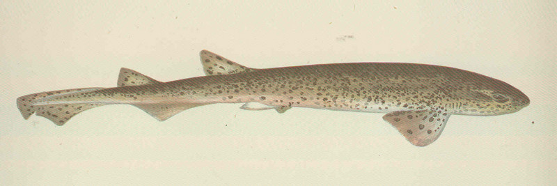 spiny dogfish (Squalus acanthias); DISPLAY FULL IMAGE.