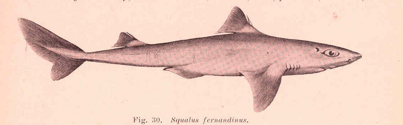 spiny dogfish (Squalus acanthias); DISPLAY FULL IMAGE.