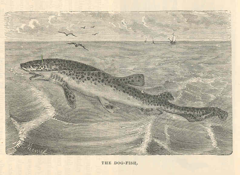 spiny dogfish (Squalus acanthias); DISPLAY FULL IMAGE.