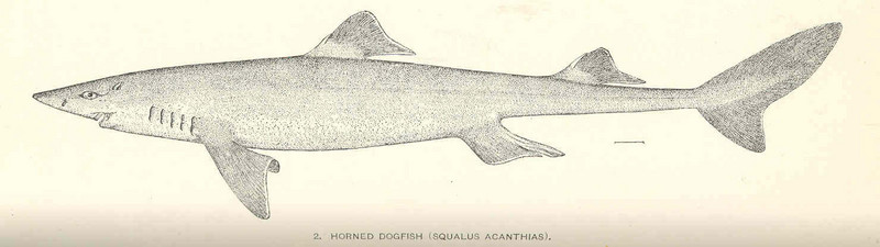 spiny dogfish (Squalus acanthias); DISPLAY FULL IMAGE.