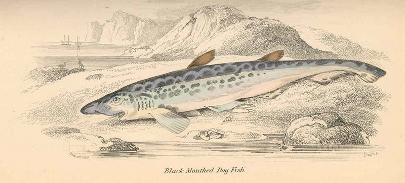 spiny dogfish (Squalus acanthias); DISPLAY FULL IMAGE.