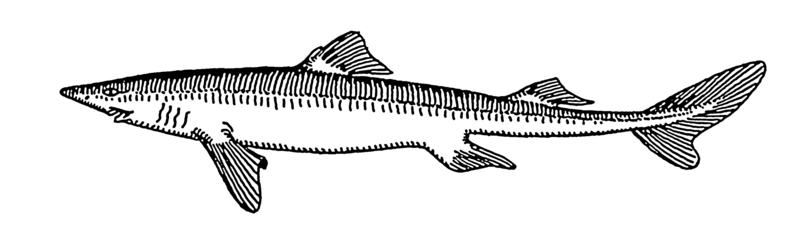 spiny dogfish (Squalus acanthias); DISPLAY FULL IMAGE.