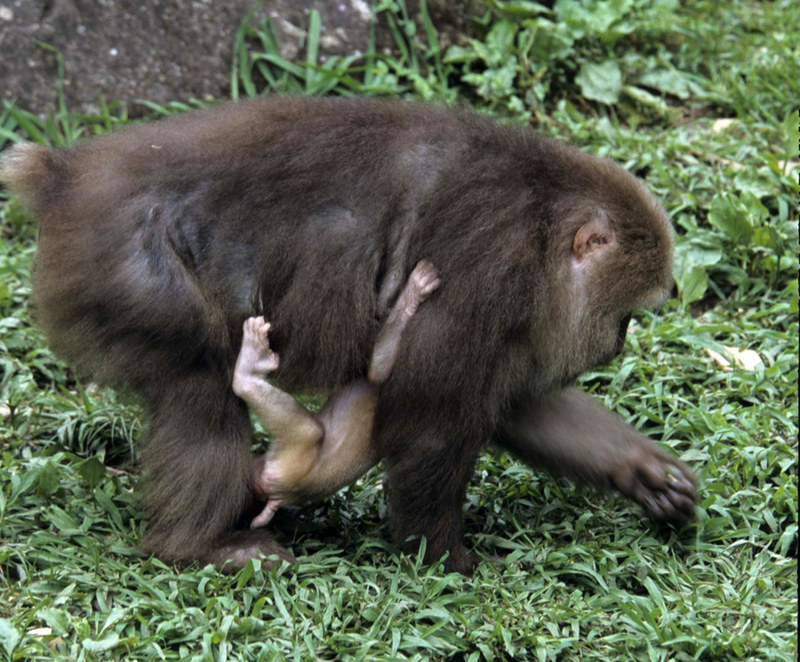 Tibetan macaque (Macaca thibetana); DISPLAY FULL IMAGE.