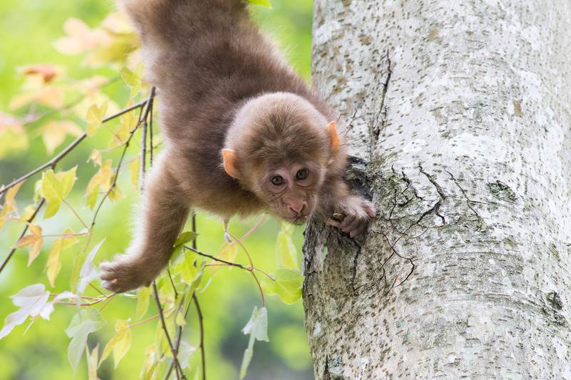 Tibetan macaque (Macaca thibetana) young; DISPLAY FULL IMAGE.