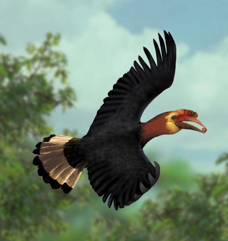 Walden's hornbill, Visayan wrinkled hornbill (Aceros waldeni); DISPLAY FULL IMAGE.