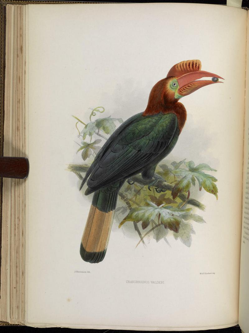 Walden's hornbill, Visayan wrinkled hornbill (Aceros waldeni); DISPLAY FULL IMAGE.