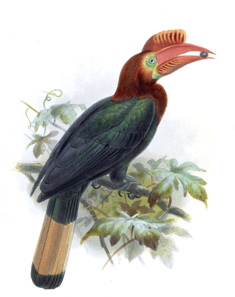 Walden's hornbill, Visayan wrinkled hornbill (Aceros waldeni); DISPLAY FULL IMAGE.