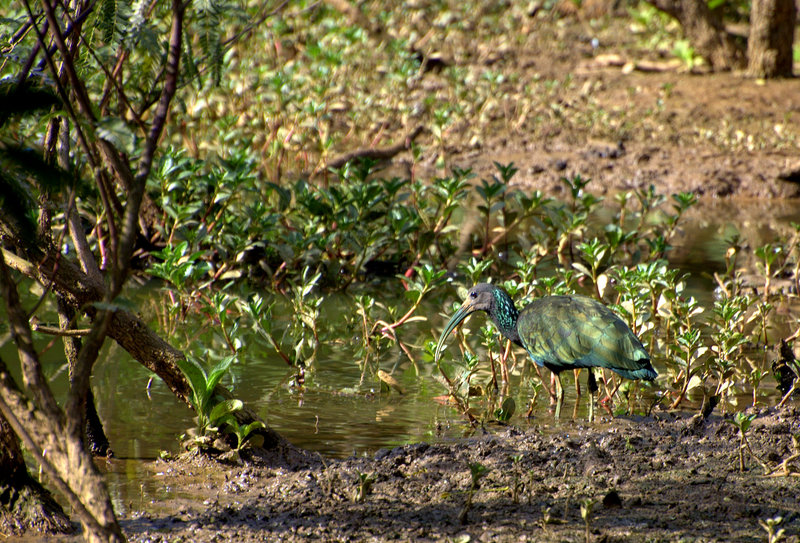 green ibis (Mesembrinibis cayennensis); DISPLAY FULL IMAGE.