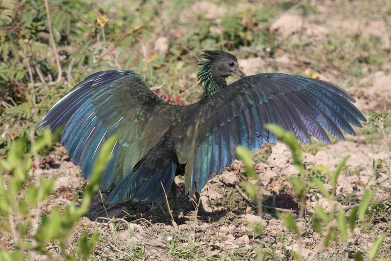 green ibis (Mesembrinibis cayennensis); DISPLAY FULL IMAGE.