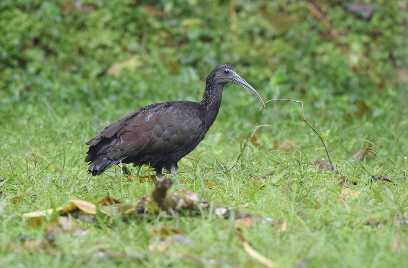 green ibis (Mesembrinibis cayennensis); DISPLAY FULL IMAGE.