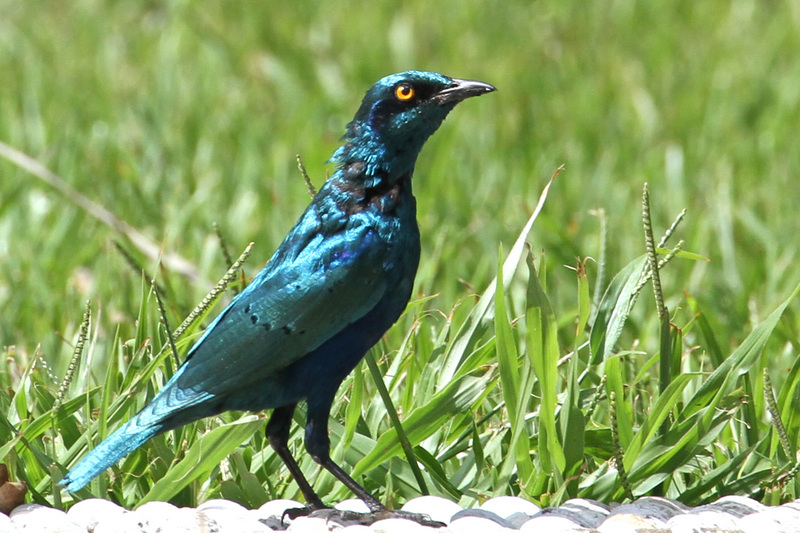 greater blue-eared glossy-starling (Lamprotornis chalybaeus); DISPLAY FULL IMAGE.