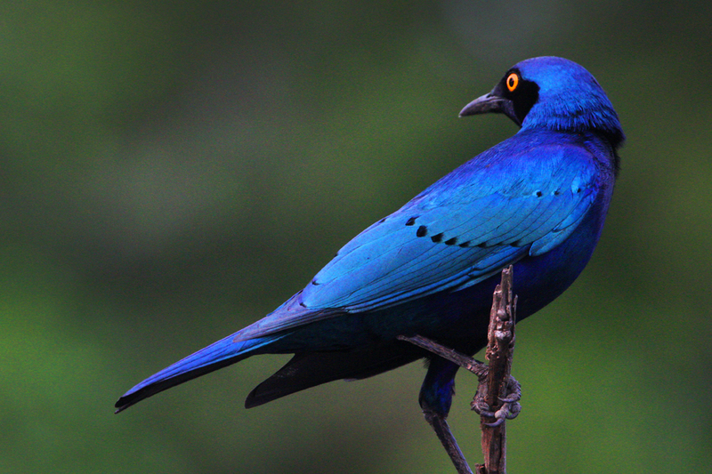 greater blue-eared glossy-starling (Lamprotornis chalybaeus); DISPLAY FULL IMAGE.