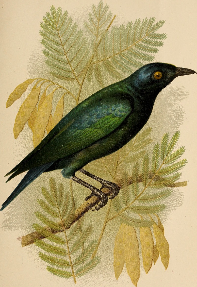 greater blue-eared glossy-starling (Lamprotornis chalybaeus); DISPLAY FULL IMAGE.