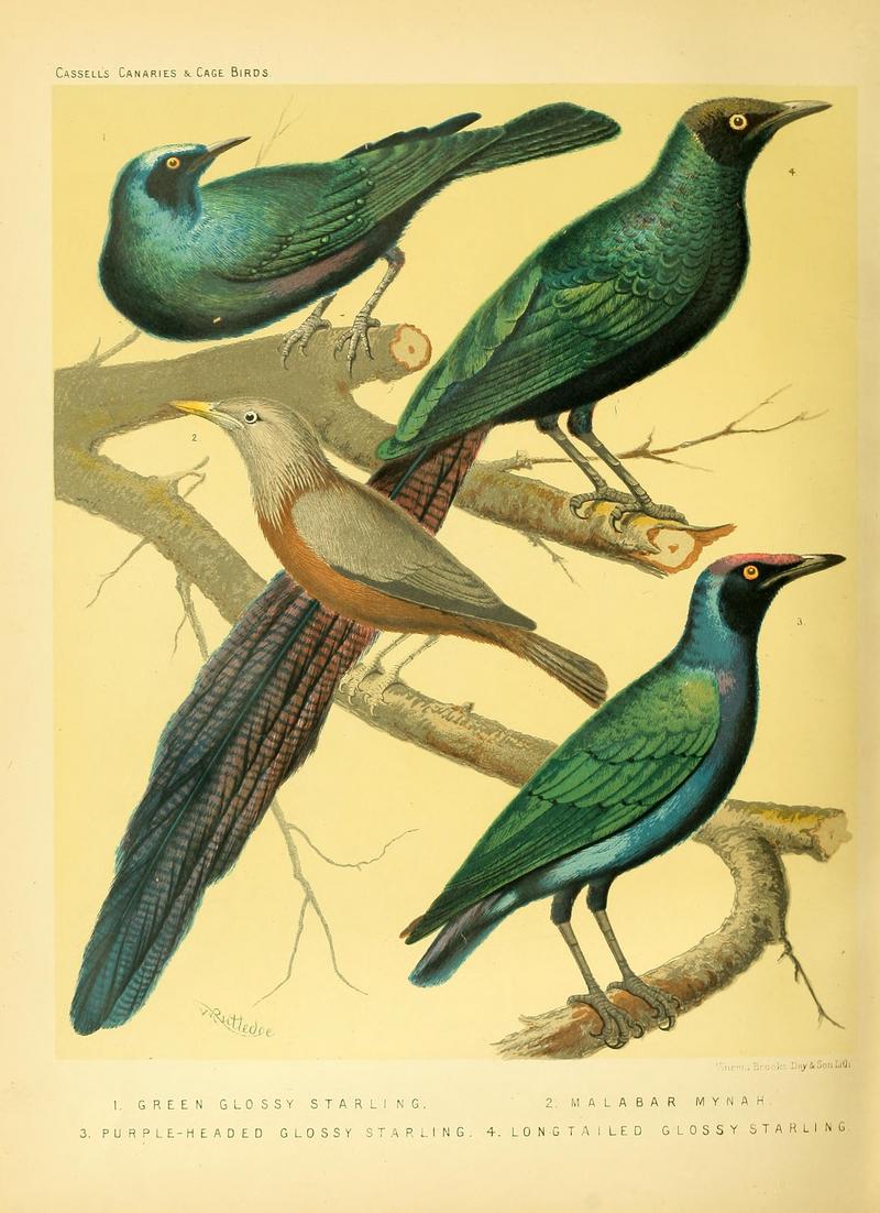 greater blue-eared glossy-starling (Lamprotornis chalybaeus), white-cheeked starling (Spodiopsar cineraceus), purple-headed starling (Hylopsar purpureiceps), long-tailed glossy starling (Lamprotornis caudatus); DISPLAY FULL IMAGE.