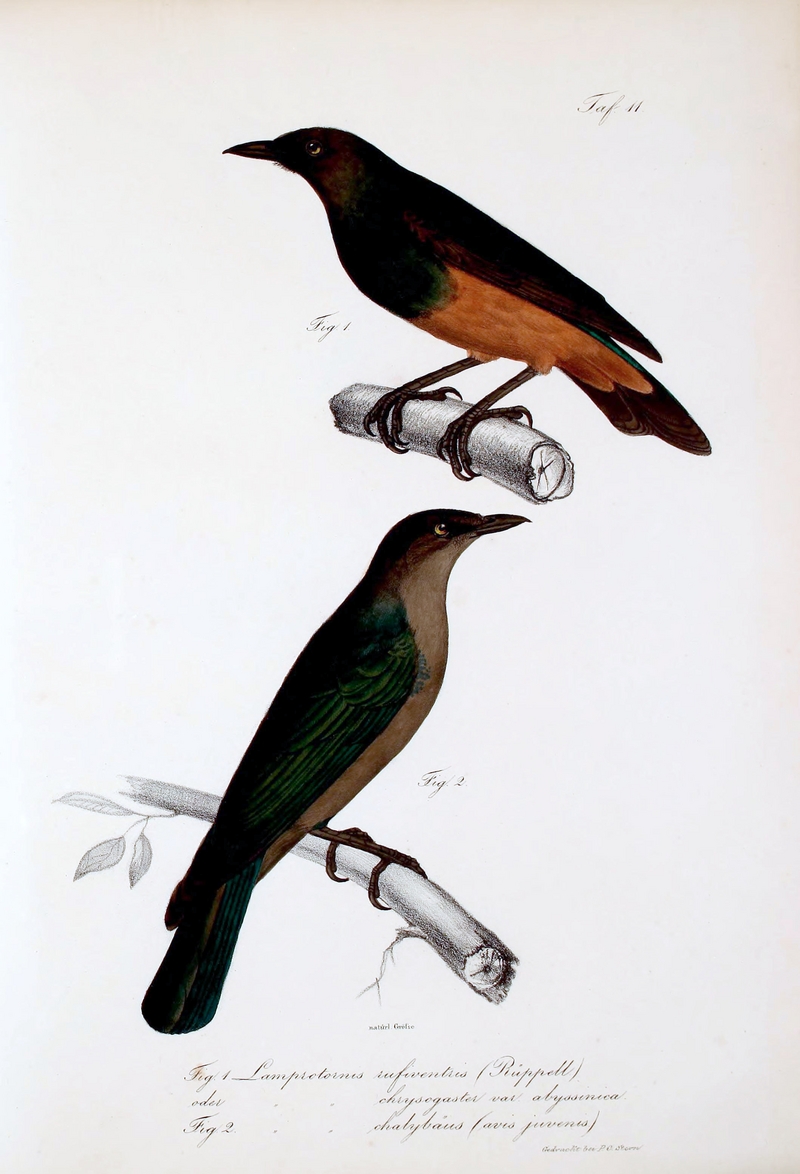 chestnut-bellied starling (Lamprotornis pulcher), greater blue-eared glossy-starling (Lamprotornis chalybaeus); DISPLAY FULL IMAGE.